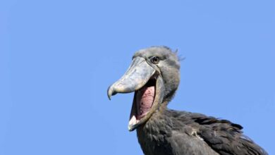 shoebill stork sound