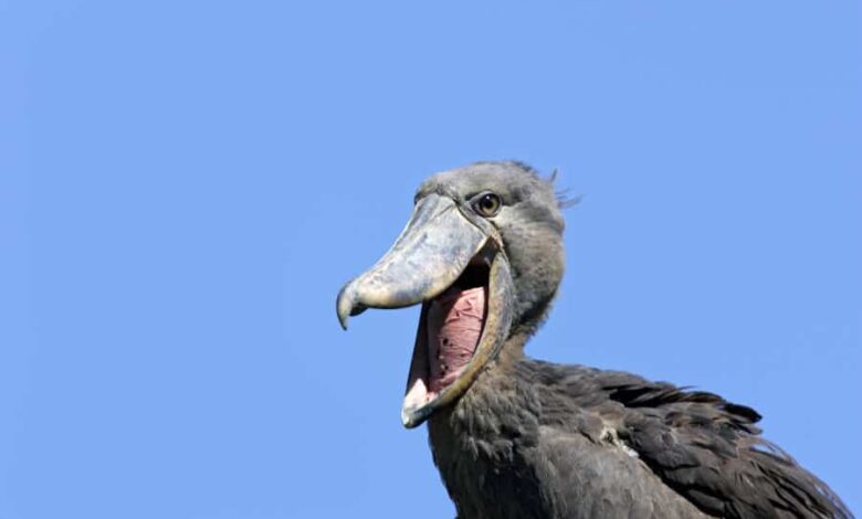 shoebill stork sound